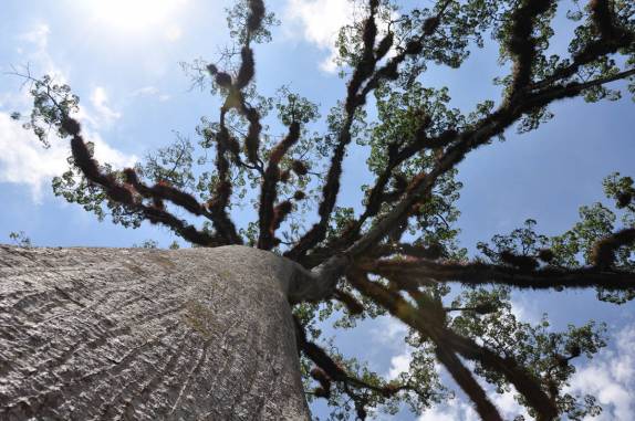 A Ceiba, a bela e sagrada árvore dos mayas, em Tikal, na Guatemala